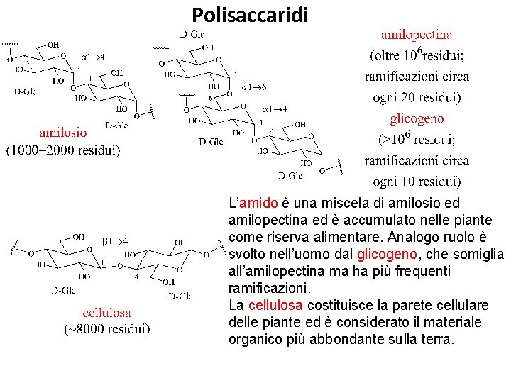 Polisaccaridi L’amido è una miscela di amilosio ed amilopectina ed è accumulato nelle piante