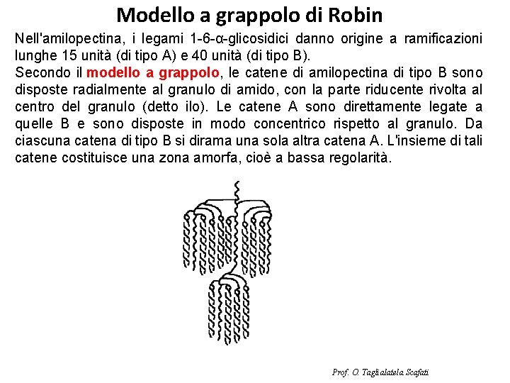 Modello a grappolo di Robin Nell'amilopectina, i legami 1 -6 -α-glicosidici danno origine a
