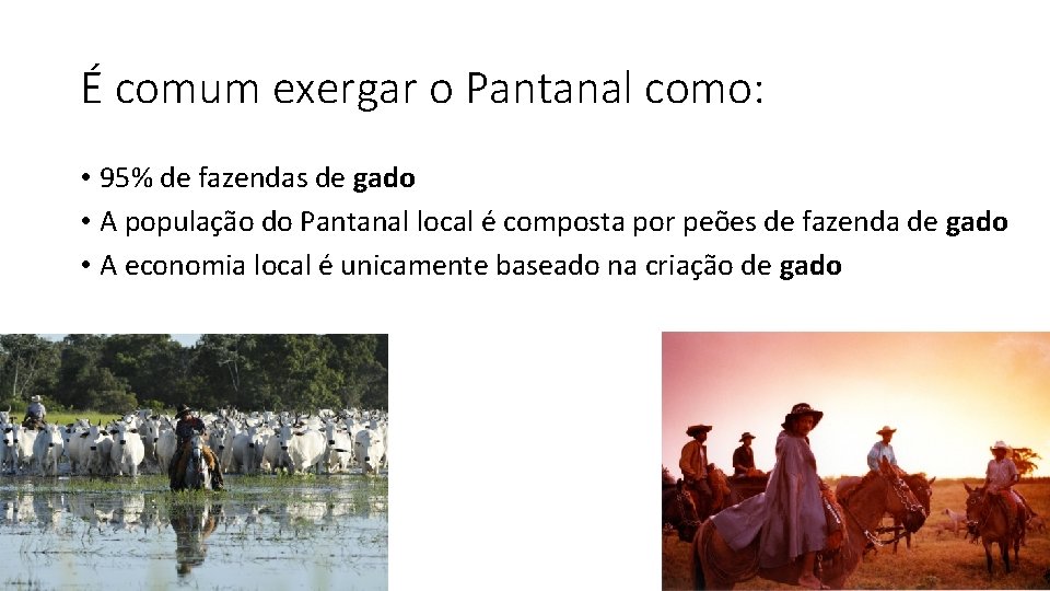 É comum exergar o Pantanal como: • 95% de fazendas de gado • A