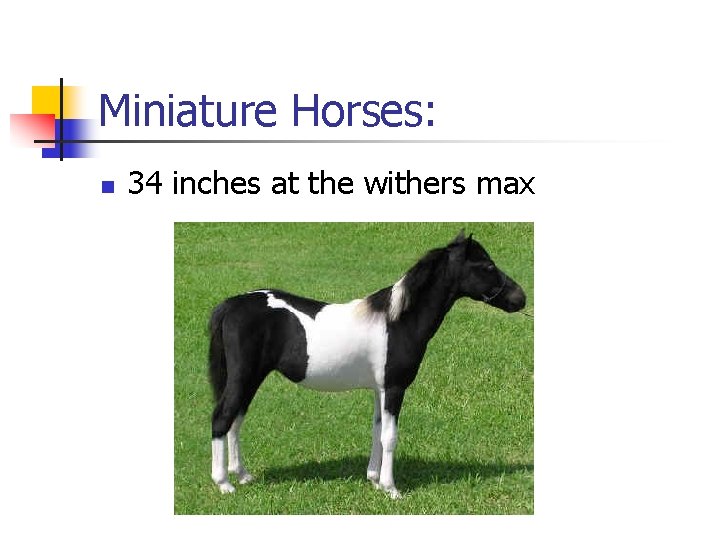 Miniature Horses: n 34 inches at the withers max 