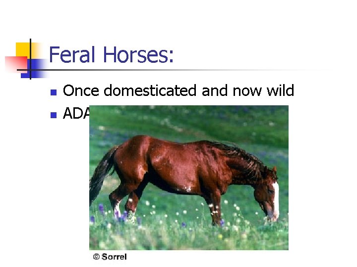 Feral Horses: n n Once domesticated and now wild ADA – mustang 