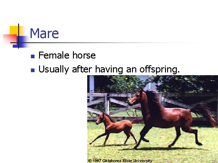 Mare n n Female horse Usually after having an offspring. 