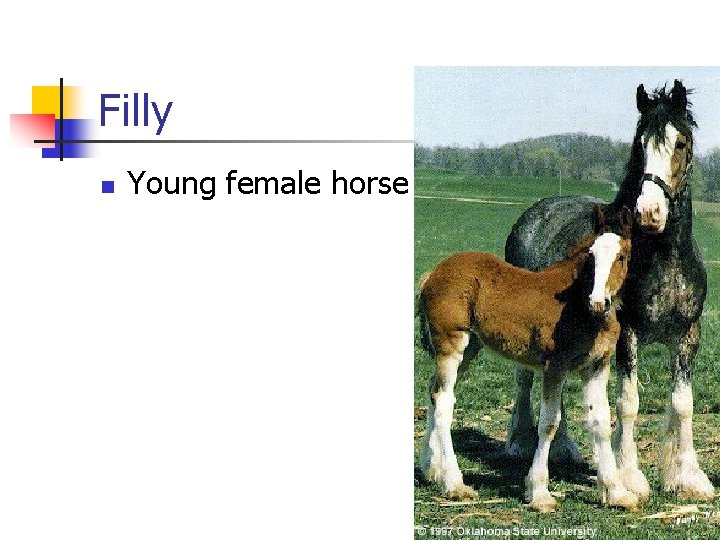 Filly n Young female horse 