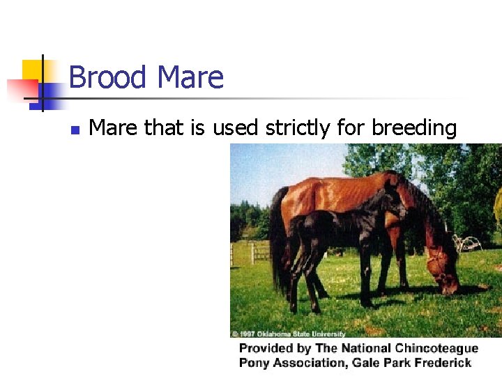 Brood Mare n Mare that is used strictly for breeding 
