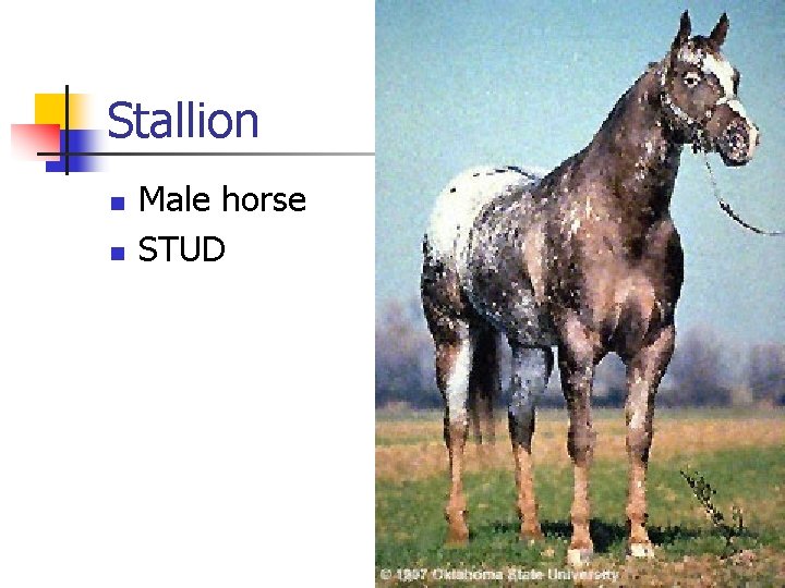 Stallion n n Male horse STUD 