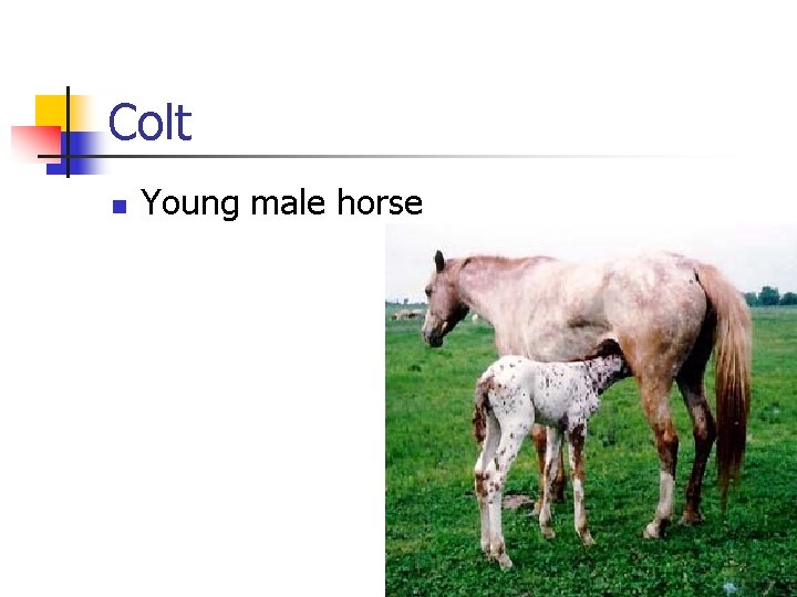 Colt n Young male horse 