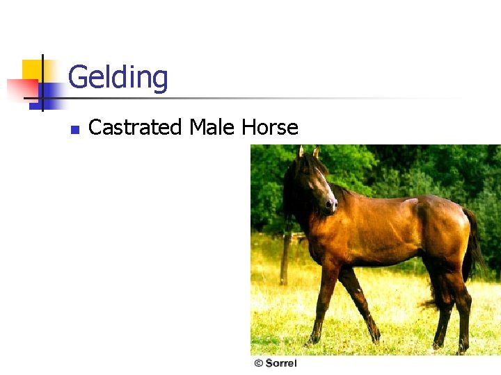 Gelding n Castrated Male Horse 