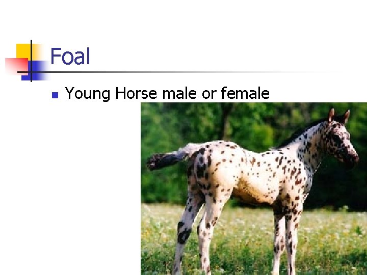 Foal n Young Horse male or female 