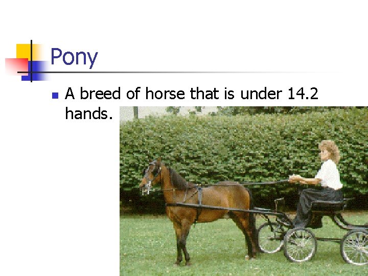 Pony n A breed of horse that is under 14. 2 hands. 