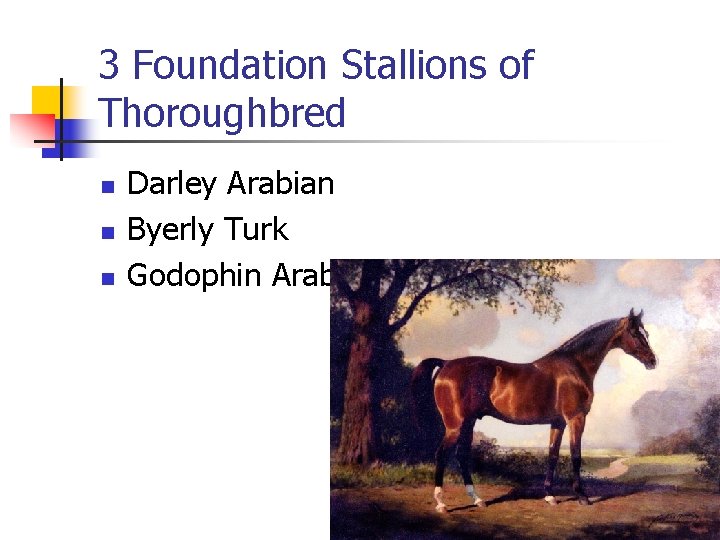 3 Foundation Stallions of Thoroughbred n n n Darley Arabian Byerly Turk Godophin Arabian