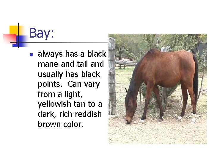 Bay: n always has a black mane and tail and usually has black points.