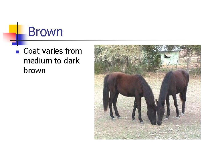Brown n Coat varies from medium to dark brown 