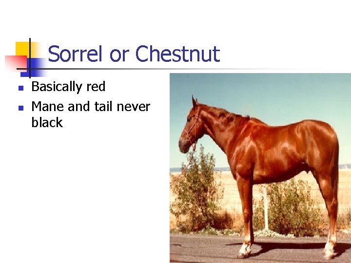 Sorrel or Chestnut n n Basically red Mane and tail never black 