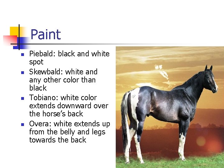 Paint n n Piebald: black and white spot Skewbald: white and any other color