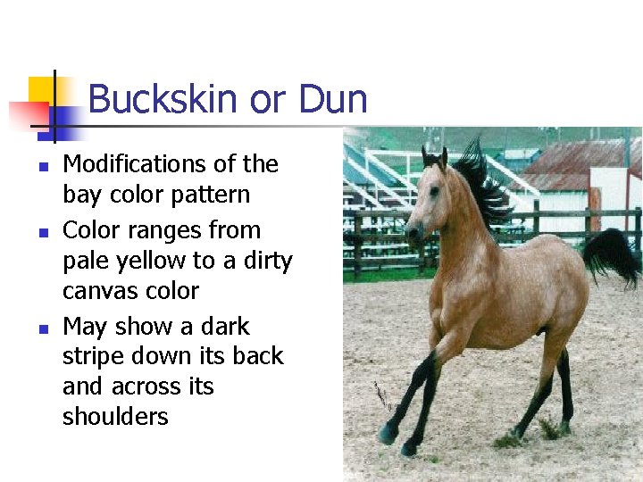 Buckskin or Dun n Modifications of the bay color pattern Color ranges from pale