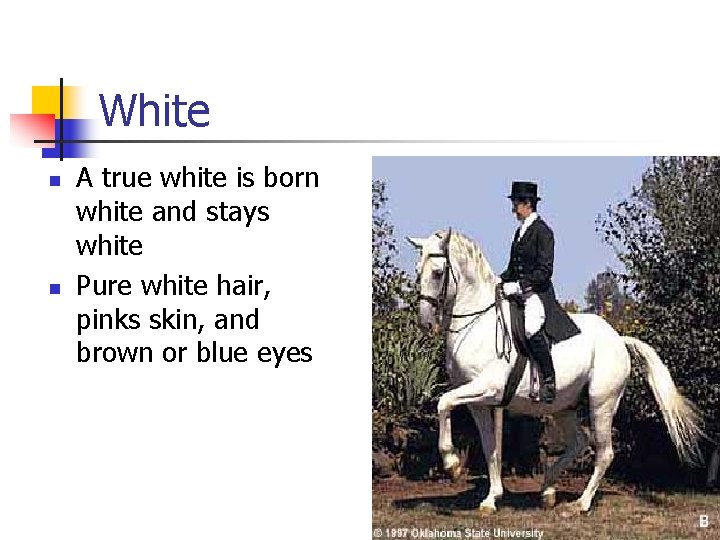 White n n A true white is born white and stays white Pure white