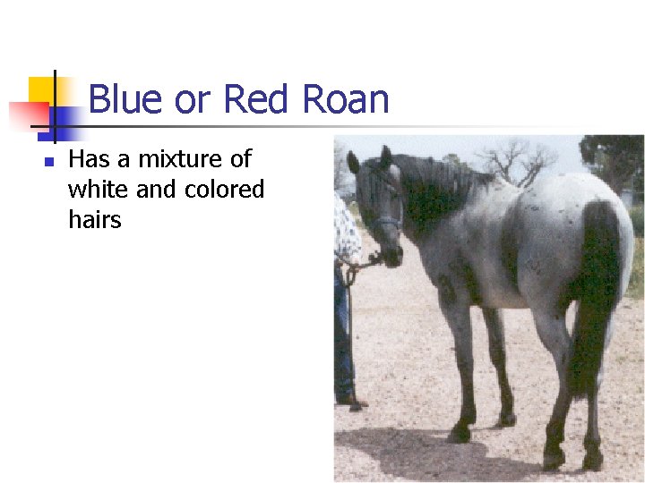 Blue or Red Roan n Has a mixture of white and colored hairs 