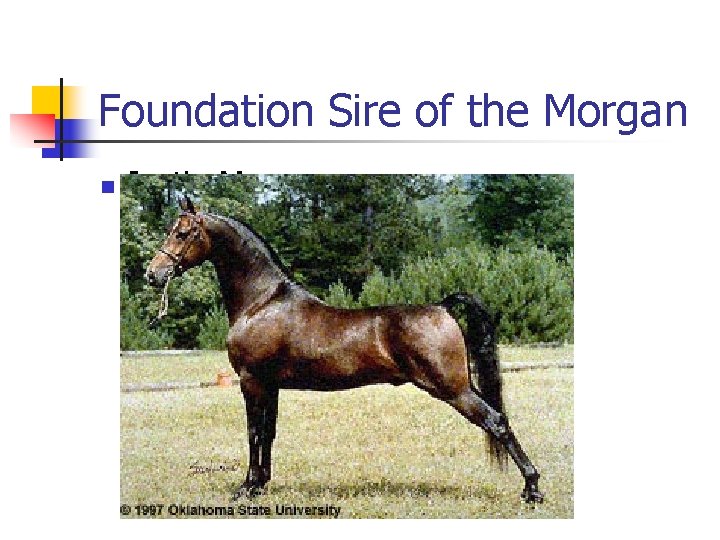 Foundation Sire of the Morgan n Justin Morgan 