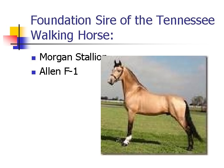 Foundation Sire of the Tennessee Walking Horse: n n Morgan Stallion Allen F-1 