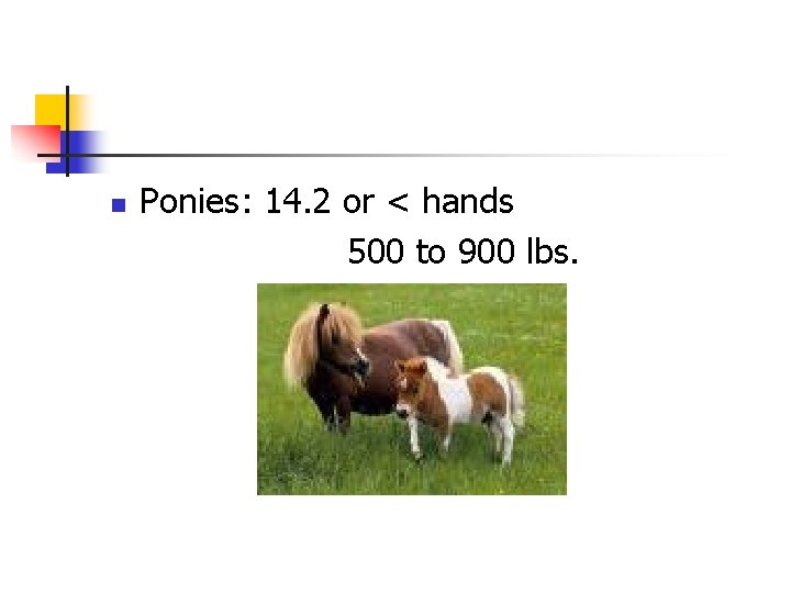 n Ponies: 14. 2 or < hands 500 to 900 lbs. 