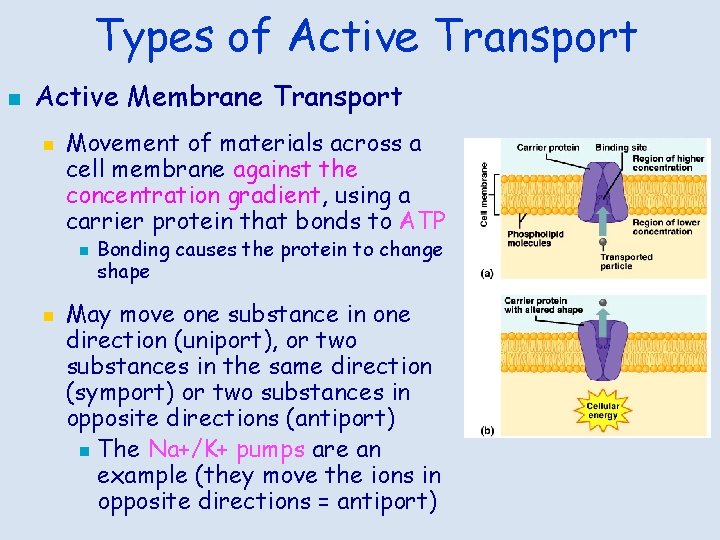 Types of Active Transport n Active Membrane Transport n Movement of materials across a