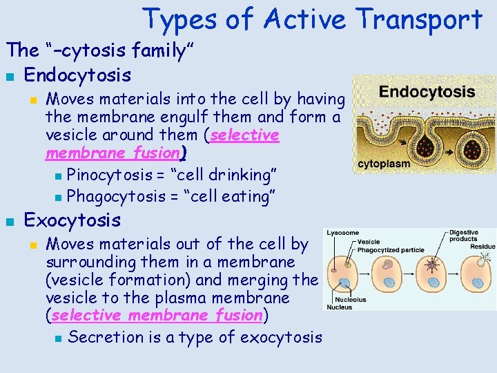 Types of Active Transport The “–cytosis family” n Endocytosis n n Moves materials into