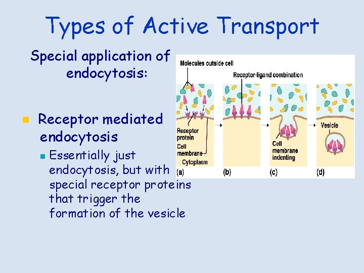 Types of Active Transport Special application of endocytosis: n Receptor mediated endocytosis n Essentially