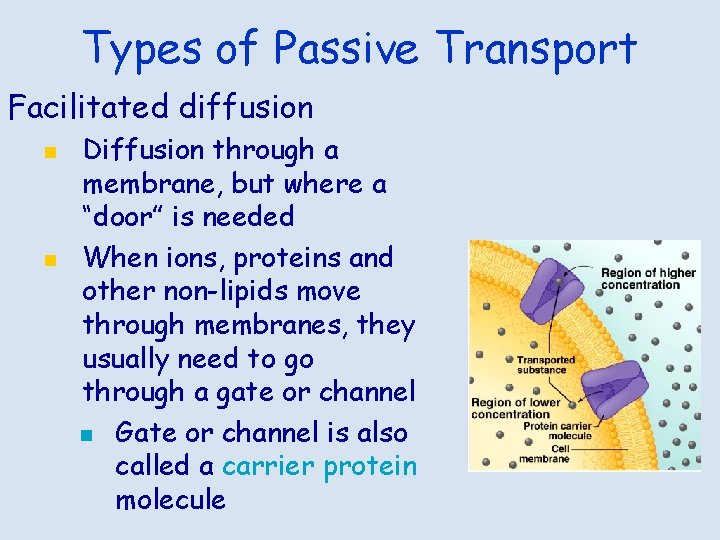 Types of Passive Transport Facilitated diffusion n n Diffusion through a membrane, but where