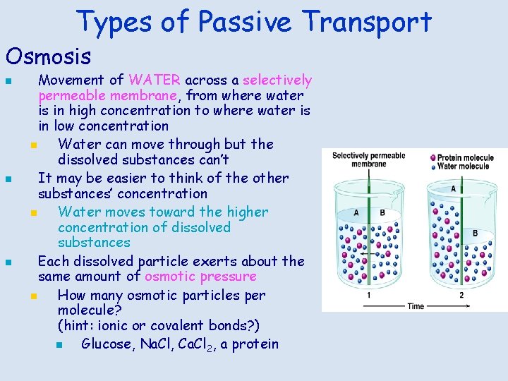 Types of Passive Transport Osmosis n n n Movement of WATER across a selectively
