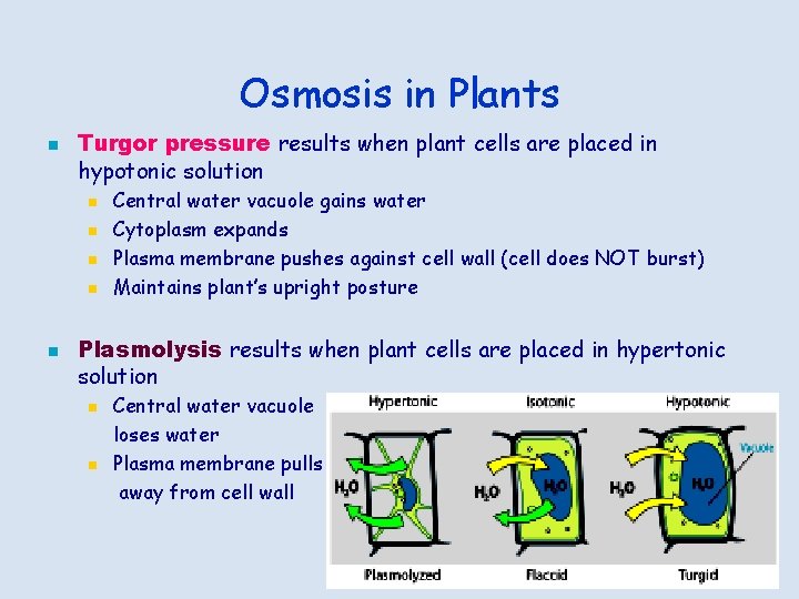 Osmosis in Plants n Turgor pressure results when plant cells are placed in hypotonic