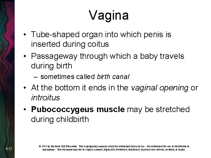 Vagina • Tube-shaped organ into which penis is inserted during coitus • Passageway through