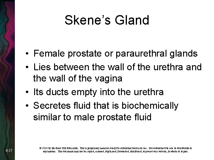 Skene’s Gland • Female prostate or paraurethral glands • Lies between the wall of