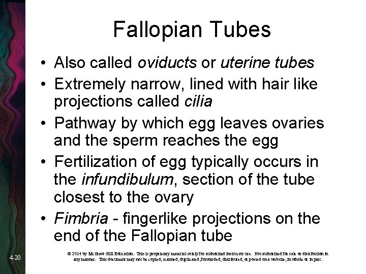 Fallopian Tubes • Also called oviducts or uterine tubes • Extremely narrow, lined with
