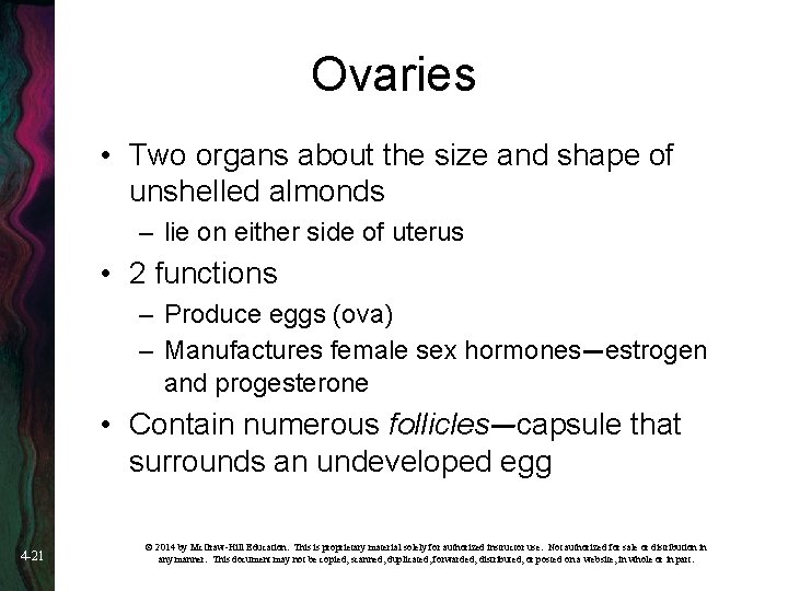 Ovaries • Two organs about the size and shape of unshelled almonds – lie