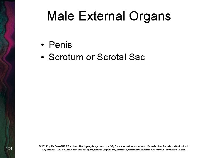Male External Organs • Penis • Scrotum or Scrotal Sac 4 -24 © 2014