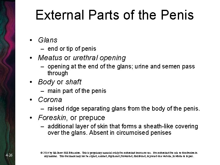 External Parts of the Penis • Glans – end or tip of penis •
