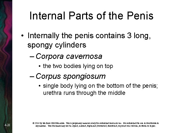 Internal Parts of the Penis • Internally the penis contains 3 long, spongy cylinders