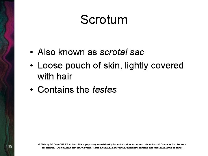 Scrotum • Also known as scrotal sac • Loose pouch of skin, lightly covered