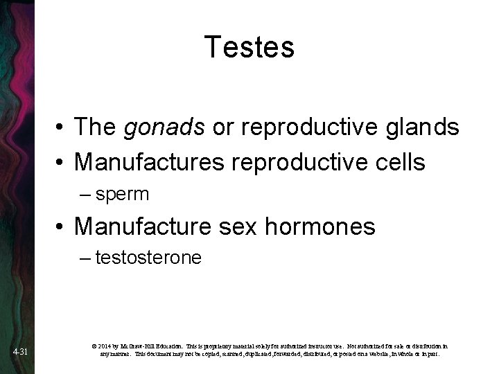 Testes • The gonads or reproductive glands • Manufactures reproductive cells – sperm •