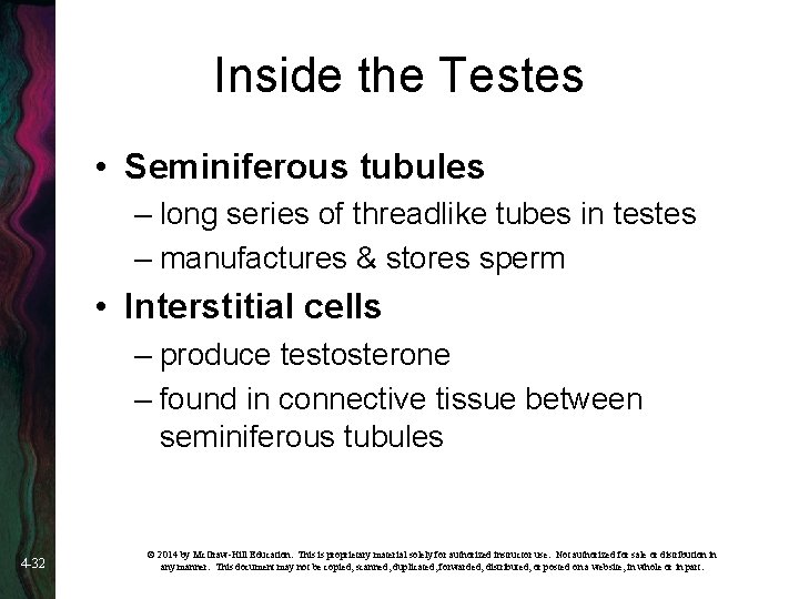 Inside the Testes • Seminiferous tubules – long series of threadlike tubes in testes