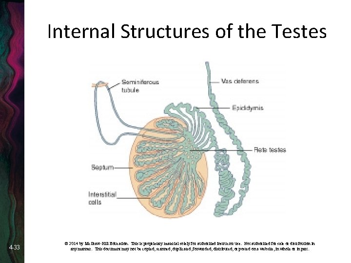 Internal Structures of the Testes 4 -33 © 2014 by Mc. Graw-Hill Education. This