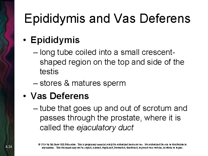 Epididymis and Vas Deferens • Epididymis – long tube coiled into a small crescentshaped