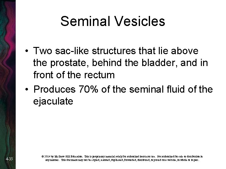 Seminal Vesicles • Two sac-like structures that lie above the prostate, behind the bladder,