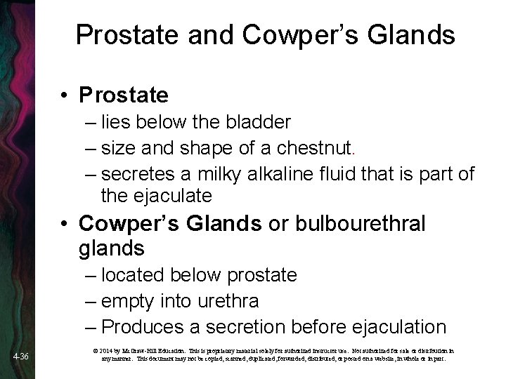 Prostate and Cowper’s Glands • Prostate – lies below the bladder – size and