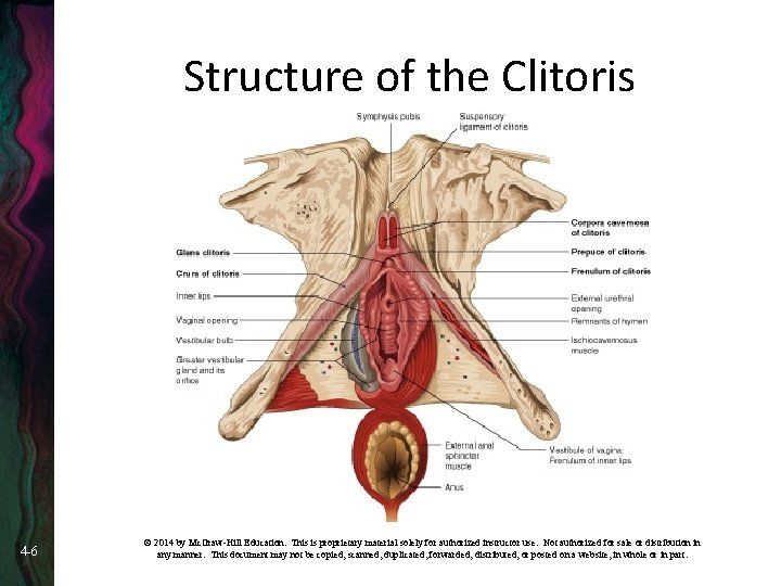Structure of the Clitoris 4 -6 © 2014 by Mc. Graw-Hill Education. This is