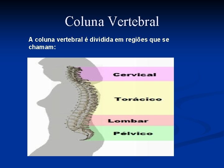 Coluna Vertebral A coluna vertebral é dividida em regiões que se chamam: 
