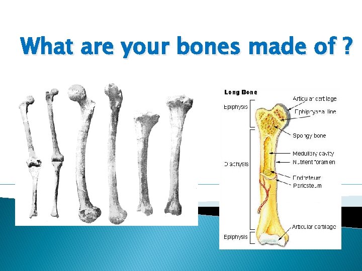 What are your bones made of ? 