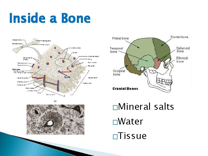Inside a Bone �Mineral �Water �Tissue salts 