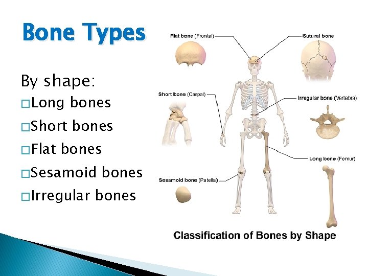 Bone Types By shape: � Long bones � Short bones � Flat bones �
