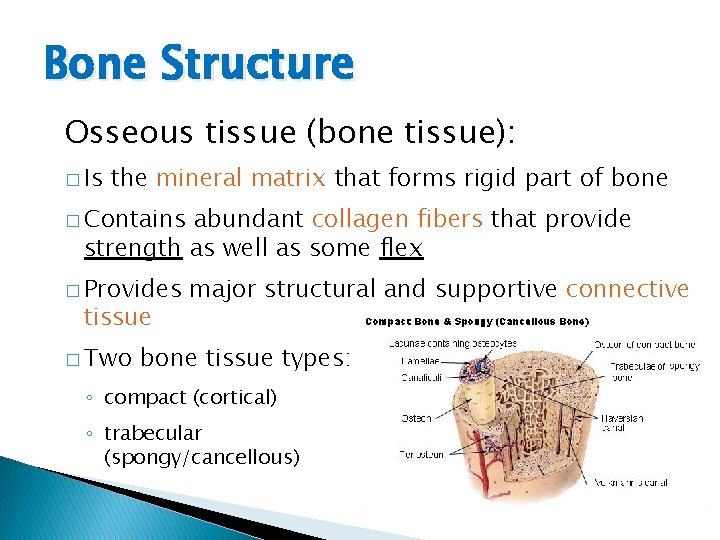 Bone Structure Osseous tissue (bone tissue): � Is the mineral matrix that forms rigid